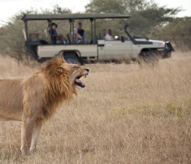 Turistler Safari Botswana Savuti bölgesinin olgun erkek aslan (Panthera leo) bakarak. 