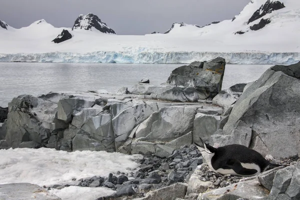 Pingüino Chinstrap Pygoscelis Antarcticus Sentó Nido Half Moon Island Frente — Foto de Stock