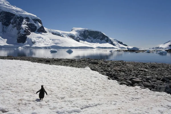 Cuverville Zálivu Antarktický Poloostrov Antarktidě — Stock fotografie