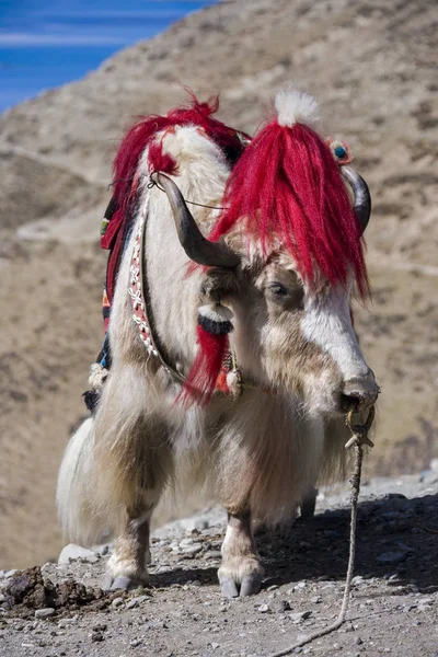 Iaque Domesticado Topo Yamdrok High Pass 860Ft Tibet Região Autónoma — Fotografia de Stock