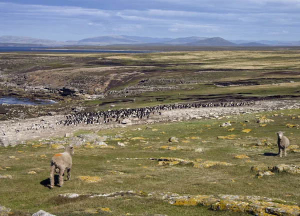 Колония Пингвинов Eudyptes Chrysocome Острове Пеббл Западном Фолкленде Фолклендских Островах — стоковое фото