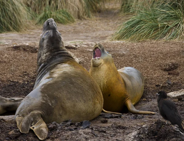 Elefantes Marinos Del Sur Mirounga Leonina Isla Carcass Malvinas Occidentales —  Fotos de Stock