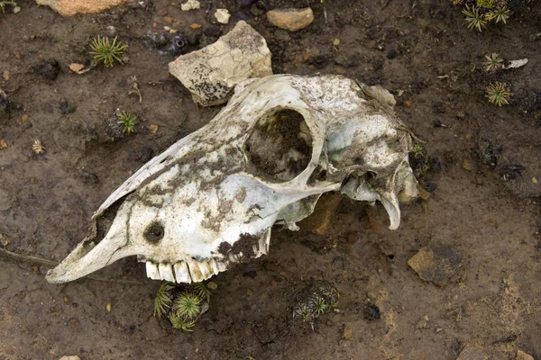 Skull of a sheep - Saunders Island in the Falkland Islands.