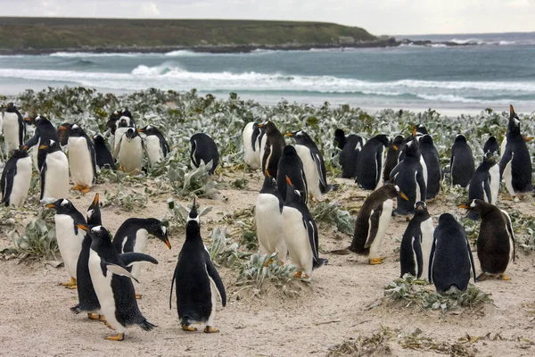 Колония Пингвинов Pygoscelis Papua Волунтир Пойнт Восточном Фолкленде Фолклендских Островах — стоковое фото