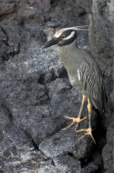 Gelbgekrönter Nachtreiher Nyctanassa Violacea Pauper Der James Bay Auf Der — Stockfoto