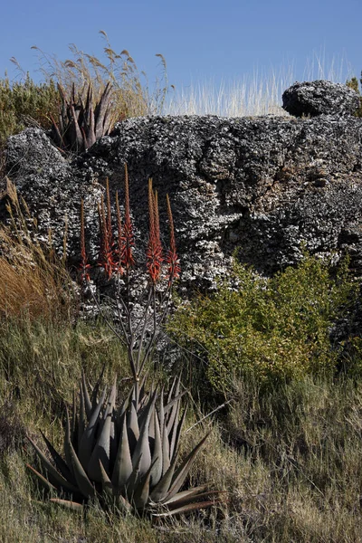 Plantas Aloe Aculeata Creciendo Parque Nacional Semi Desierto Etosha Namibia —  Fotos de Stock