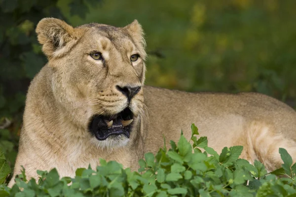 Lioness Panthera Leo Xakanaxa Region Okavango Delta Botswana — Stock Photo, Image