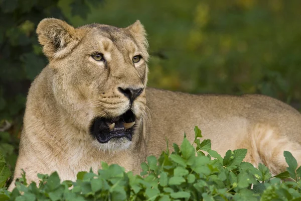 Leeuwin Panthera Leo Xakanaxa Regio Van Okavango Delta Botswana — Stockfoto