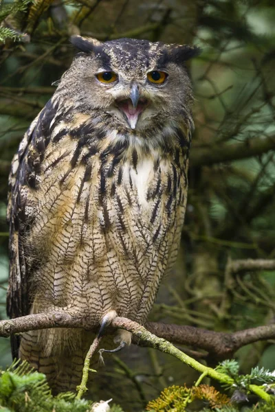Eurasian Eagle Owl Bubo Bubo Powerful Voracious Predator Eagle Owl — Stock Photo, Image