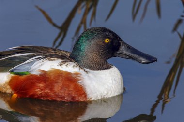 Kuzey Shoveler ördek (Anas clypeata). Shoveler ve bill ipucu 's pompa eylem dil ile su emmek nerede bir tarak gibi filtreden geçer kenarlarında ihraç etti. Kapana kısılmış gıda sonra dille kapalı eğitimine gönderdik. 