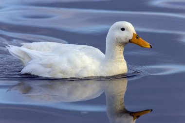 Pekin ördeği Evcil ördek yumurta ve et üretimi için öncelikle kullanılan çeşidi. Mallard Çin'den yetiştirilmiş. 