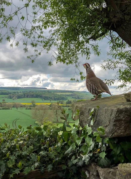 Partridge berkaki merah - Yorkshire Utara - Inggris — Stok Foto