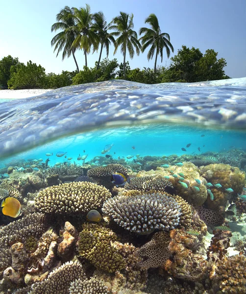 Barriera corallina tropicale - Maldive — Foto Stock