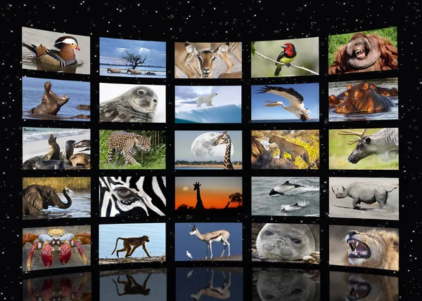 Wildlife Multi-Screen on star field background