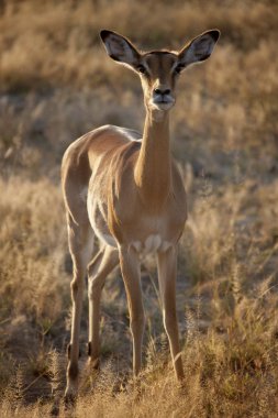 Kadın Impala - Etosha Ulusal Parkı - Namibya