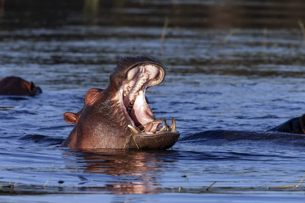 Бегемот в річці Чобе - Ботсвани — стокове фото
