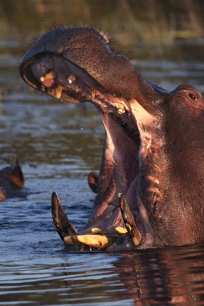Hippopotamus - Botswana - Africa — Stock Photo, Image