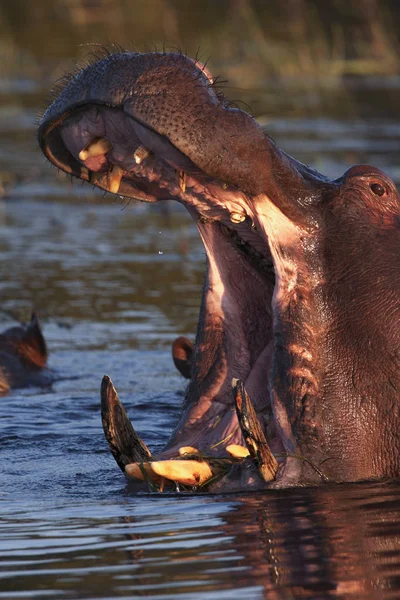 Nilpferd - botswana - afrika — Stockfoto