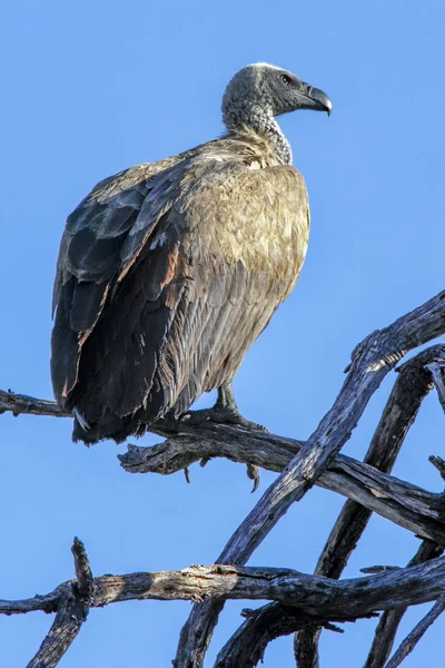 Avvoltoio con cappuccio - Botswana - Africa — Foto Stock