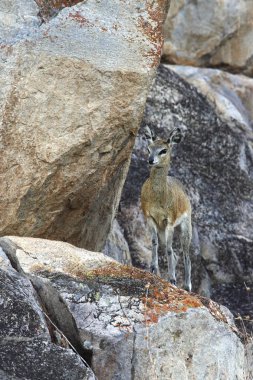 Kadın Klipspringer - Etosha Ulusal Parkı - Namibya