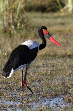 saddlebilled leylek - okavango delta - Botsvana