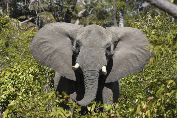 Afrikai elefánt-Zimbabwe-Afrika — Stock Fotó