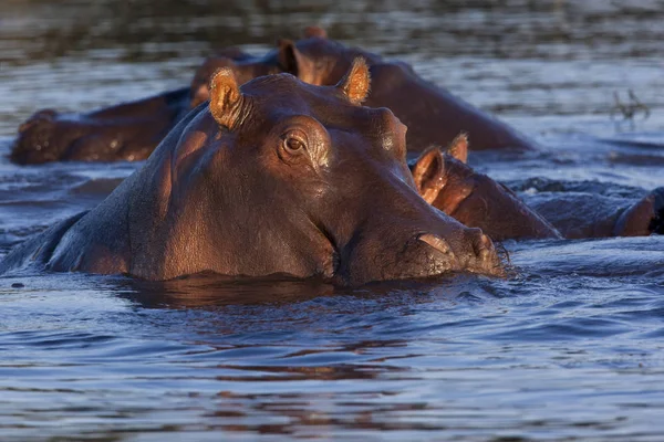 A pod of Hippopotamus in the Chobe River - Botswana — Stock Photo, Image