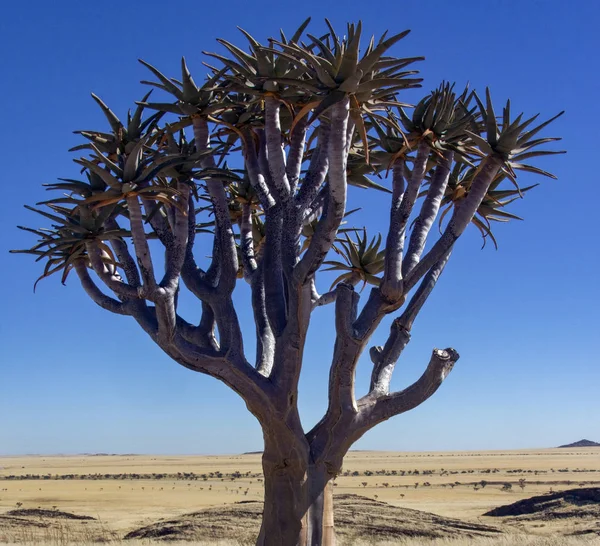 Köcherbaum - namib wüste - namibia — Stockfoto