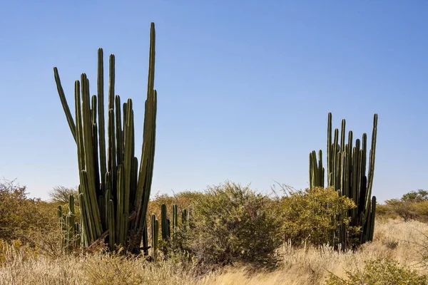 Giant Cactus in Damaraland in Namibia — Stock Photo, Image