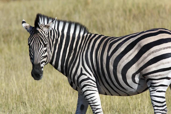 Zebra (Equus quagga) - Botswana Stock Image
