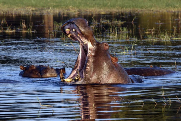 su aygırı chobe nehir - Botsvana
