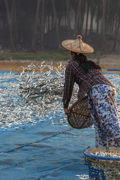 Diffondere il pesce ad asciugare - Ngapali Beach - Myanmar — Foto Stock