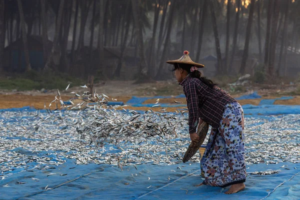 Espalhando peixes para secar - Praia de Ngapali - Mianmar — Fotografia de Stock
