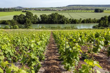 Vineyards and the River Marne at Hautvillers - France clipart