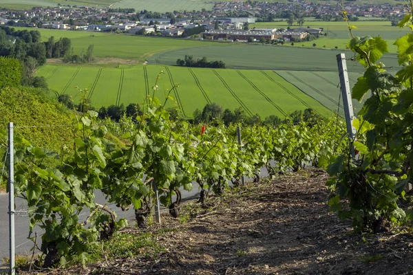 Wijngaarden in Hautvillers-Epernay-Frankrijk — Stockfoto