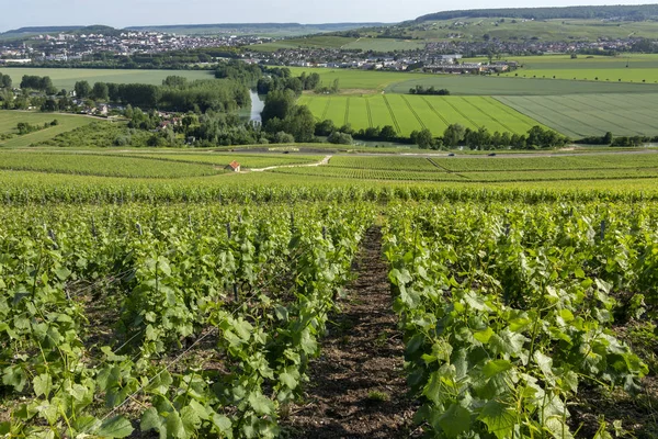 Szőlőültetvények Hautvillers közelében Epernay-Franciaország — Stock Fotó