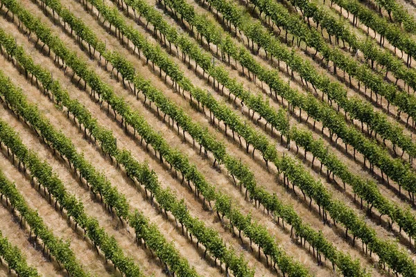 Luftaufnahme eines Weinbergs - Colchagua-Tal - Chili — Stockfoto