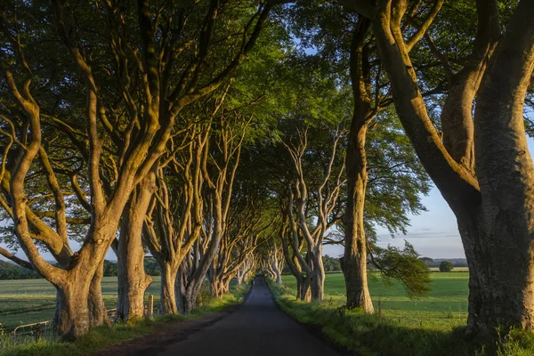 Die dunklen hecken - nordirland - vereinigtes königreich — Stockfoto