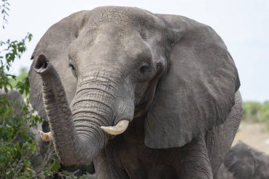 Afrika Fili - Chobe Ulusal Parkı - Botswana
