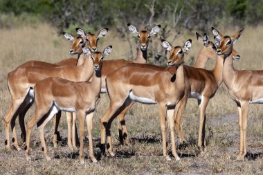 Botsvana 'nın Savuti bölgesinde Impala - Afrika