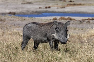 Warthog - Etosha National Park - Namibia clipart