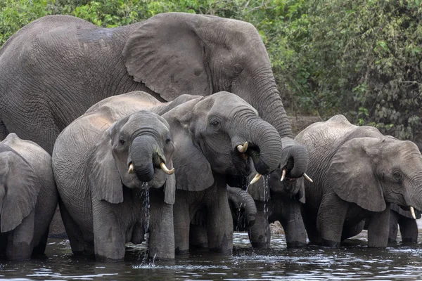 Elefantes africanos - Río Chobe - Botswana —  Fotos de Stock