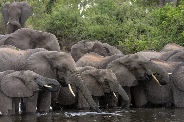 African Elephants - Chobe River - Botswana — Stock Photo, Image