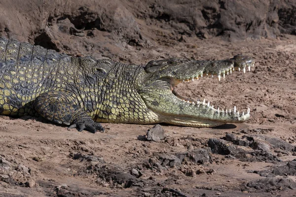 Nilkrokodil - Chobe River - Botswana — Stockfoto