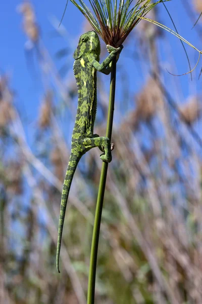 Chameleon - Okavango Delta - Botswana, — Stock Photo, Image