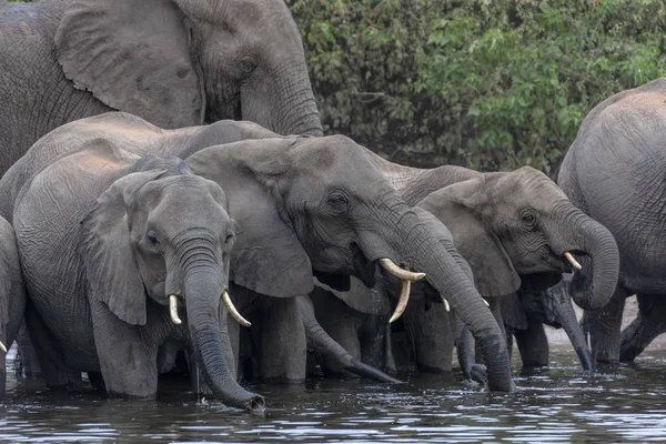 Elefantes africanos bebiendo - Río Chobe - Botswana —  Fotos de Stock
