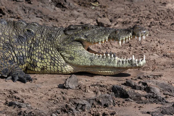 Nilkrokodil - Chobe River - Botswana — Stockfoto