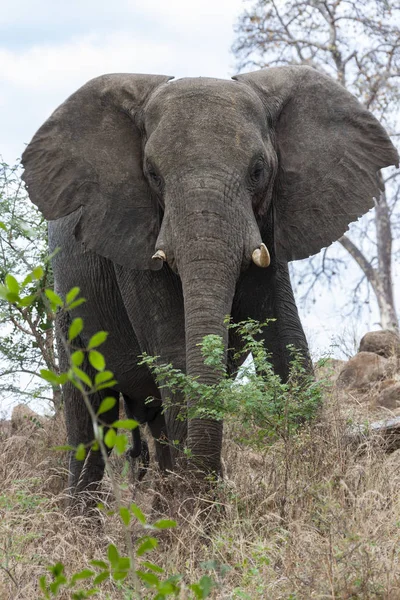 Afrikansk elefant - Loxodonta africana - Botswana — Stockfoto