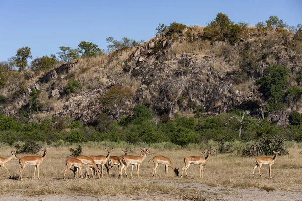 Impala in the Savuti region of Botswana — Stock Photo, Image