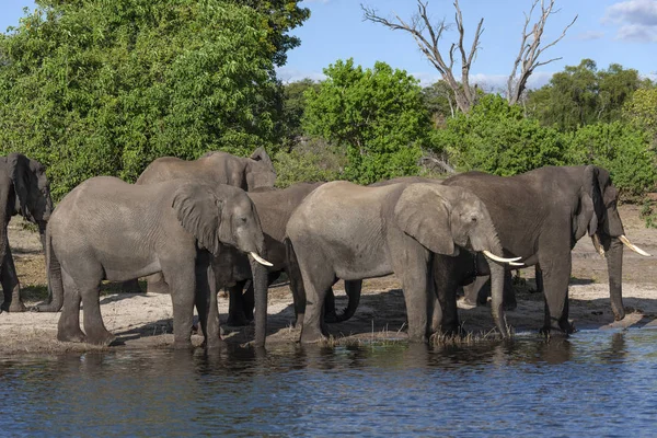 Elefantes africanos - Río Chobe - Botswana —  Fotos de Stock